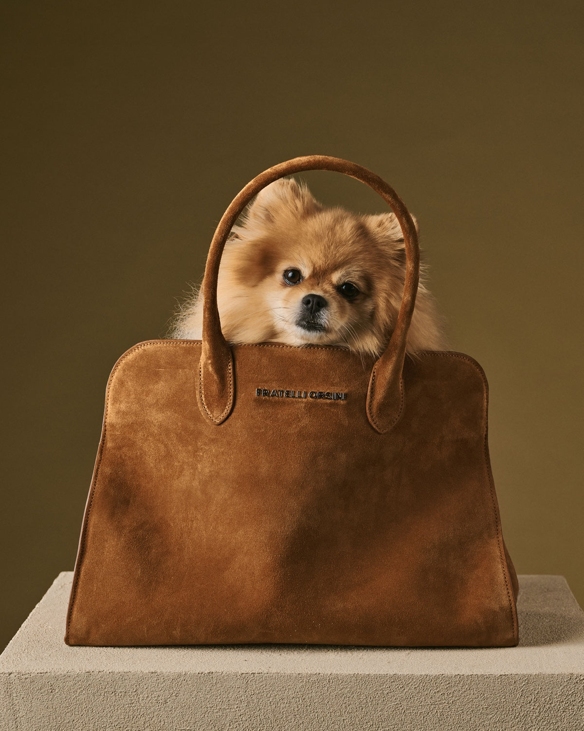 Small dog peeking out from a brown leather handbag against a brown background